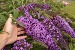 Buddleia 'Violet Cascade' 
